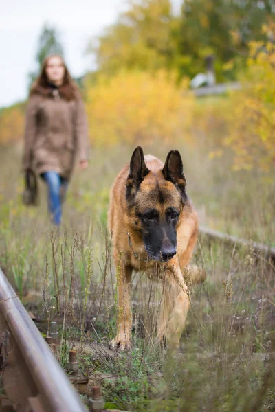 Jovem mulher atraente andando com seu cão pastor alemão na floresta de outono, perto do caminho ferroviário animal de estimação está em foco — Fotografia de Stock