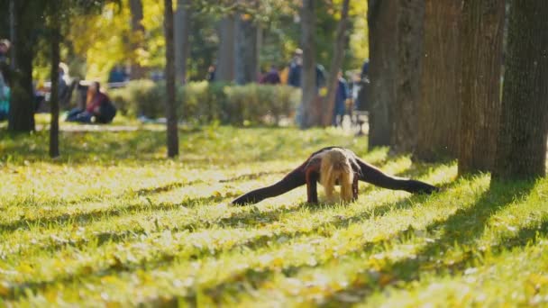 Junges Fitness-Model turnt auf einer Wiese im Herbstpark, sportliches Outdoor-Aktivitätskonzept - Flexibilität — Stockvideo