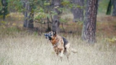 Genç kadın ve onu evde beslenen hayvan - Almanca - sonbahar bir orman yürüyüş - çoban köpeği bir şube ile çalış