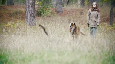 Genç kadın ve onun pet - Alman kurdu - yavaş hareket - köpek için çalışan bir sonbahar ormanda yürüyüş sopa