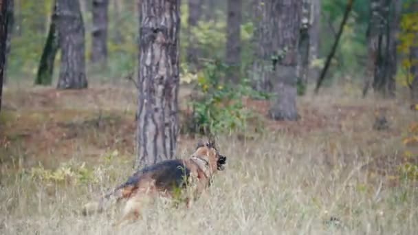 Fiatal nő, és ő kisállat - német juhászkutya - séta egy őszi erdőben - a kutya hozza egy bottal a lány — Stock videók