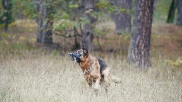 Joven mujer y su mascota - pastor alemán - paseando en un bosque otoñal - perro juega con una rama — Vídeos de Stock