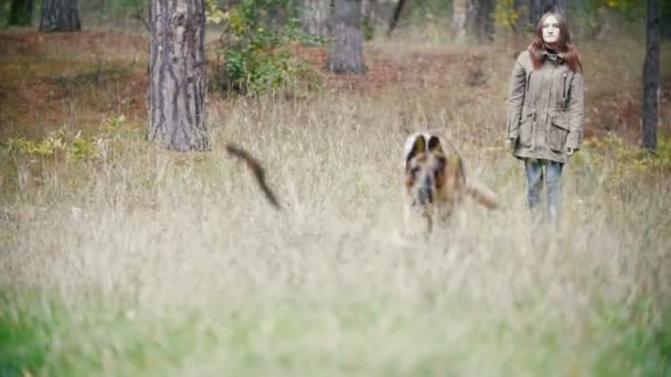 Jovem mulher e seu animal de estimação - pastor alemão - andando em uma floresta de outono, câmera lenta - cão correndo para pau — Vídeo de Stock