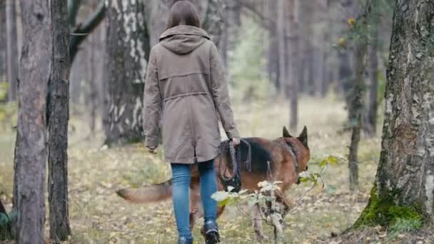 Jovem mulher e seu animal de estimação - pastor alemão - andando em uma floresta de outono, visão traseira — Vídeo de Stock