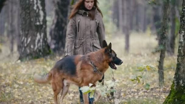 Jeune femme et son animal de compagnie - berger allemand - marchant sur une forêt d'automne — Video