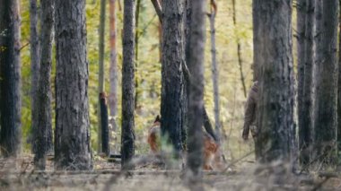 Onun ile evde beslenen hayvan - Alman kurdu - sonbahar orman oynayan - ağaçlar arasında yürüyen Kızıl saçlı genç çekici kadın