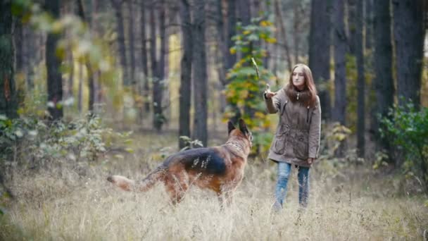 Молодий досить приваблива жінка з рудим волоссям граючи з її вихованець - Німецька вівчарка - ходьба на осінній ліс - дівчина кидає собака палиці, повільний рух — стокове відео