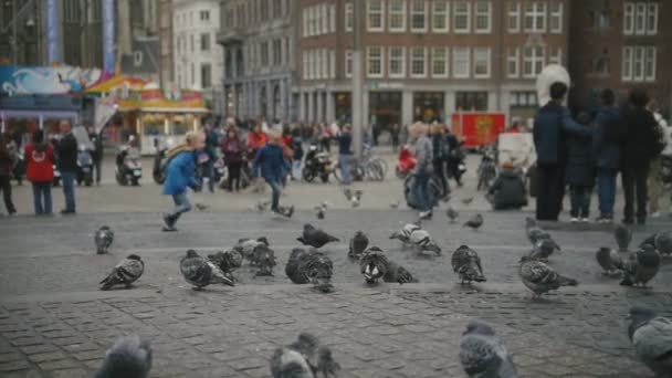 AMSTERDAM, PAÍSES BAJOS - 16 oct 2016, Holland CAPITAL, Dam Square - palomas en el centro histórico, cámara lenta — Vídeo de stock