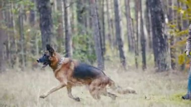 Genç kadın ve onun pet - Alman kurdu - sonbahar orman üzerinde yürüme, bir sopa için köpek kız atıyor