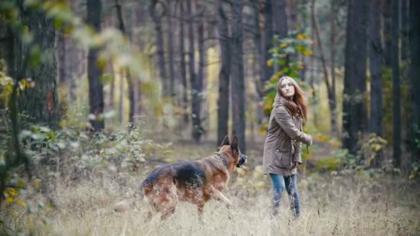 Jovem e seu animal de estimação - pastor alemão - andando em uma floresta de outono, a menina lança um pau para o cão que destacou sua língua, câmera lenta — Vídeo de Stock