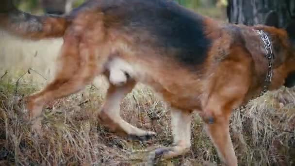 Un chien mâle - berger allemand marchant dans la forêt d'automne - jouant avec son bâton, au ralenti 