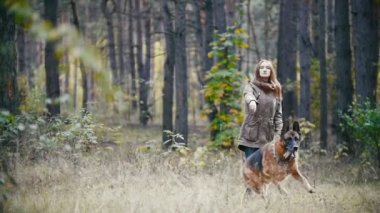 Onun pet - Alman kurdu - sonbahar bir ormanda - atılmış bir sopa, ağır çekim köpek arar yürüyüş ile oynarken Kızıl saçlı genç oldukça çekici kadın