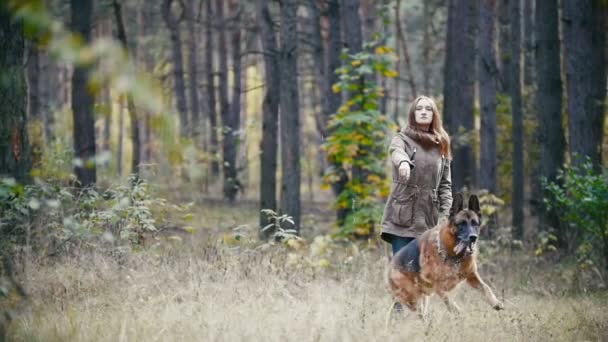 Joven mujer bastante atractiva con el pelo rojo jugando con su mascota - pastor alemán - caminando en un bosque de otoño - el perro busca un palo tirado, cámara lenta — Vídeos de Stock