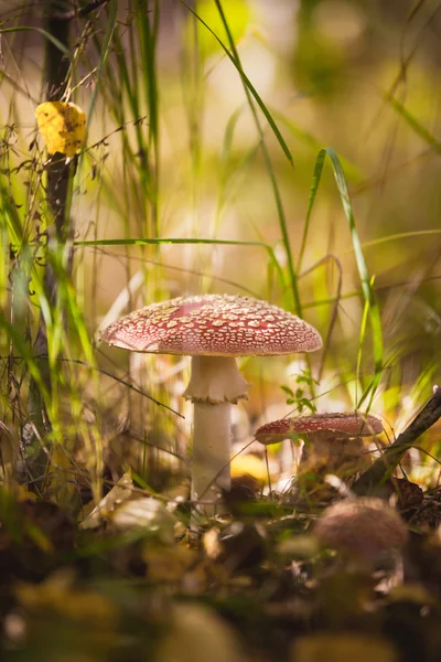 Red stipe, mushroom fly agaric, macro — Stock Photo, Image