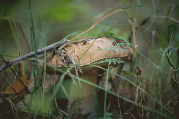 Cogumelo cresce na floresta, boleto de perto — Fotografia de Stock