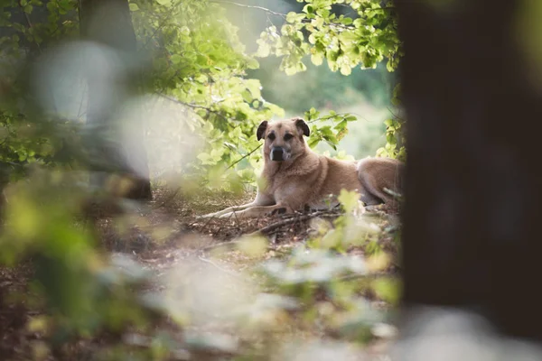 Cane sdraiato e riposante nella foresta estiva — Foto Stock