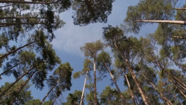 Blauer Himmel durch Kiefernwald, Blick von unten — Stockvideo