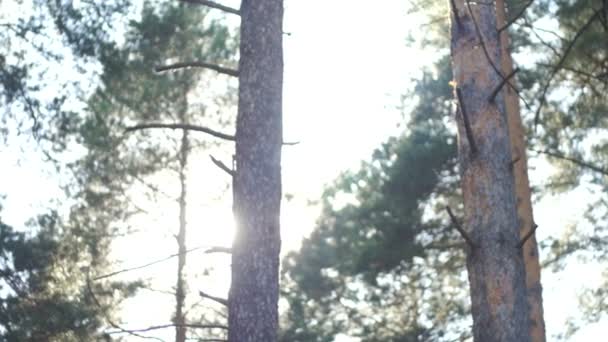 Soleil à travers la forêt de pins, ralenti — Video