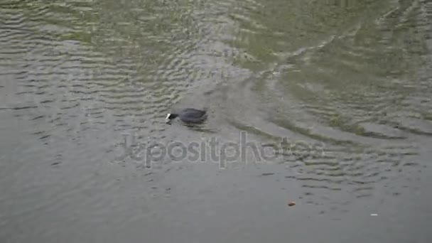 Oiseaux aquatiques comme le canard dans le canal d'Amstel à Amsterdam — Video