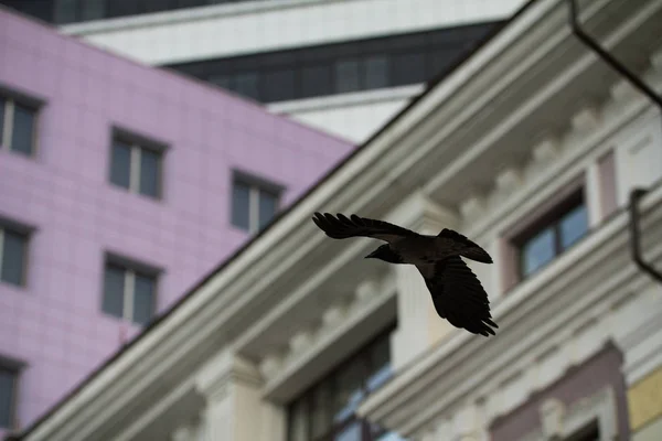 Cuervo en volar sobre el paisaje urbano de la ciudad, pájaro alas extendidas volando sobre la ciudad — Foto de Stock