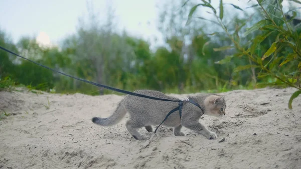 British Shorthair chat Tabby dans le collier marchant sur le sable — Photo