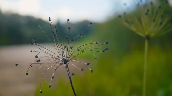 Detailní záběr záběr rostlin Lesní řeky — Stock fotografie