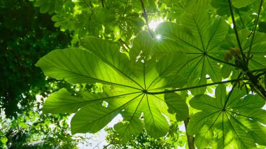 Güneş yaprakları tropikal bahçede Jardin Botanico Nacional de Santo Domingo tatili