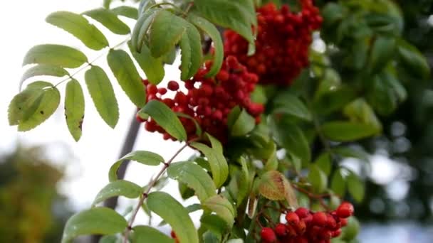Pobočka Rowan - na podzim Rusko, červené bobule a zelené listy — Stock video