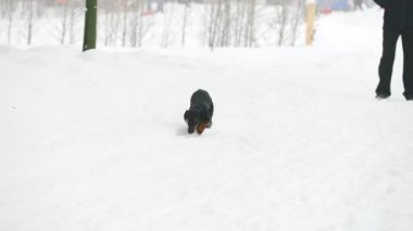 Dachshund köpek oynama ve karda koşma
