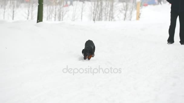 Kutya tacskó játszik, és fut a hóban — Stock videók