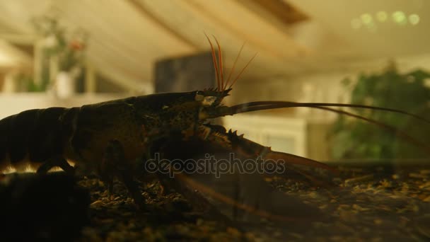 Duże homara w akwarium seafood Restaurant — Wideo stockowe