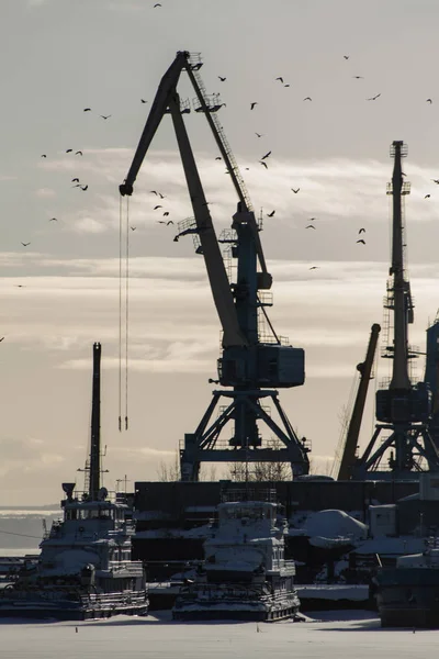 Flock fågel i seaport på solig dag framför kranar, siluett, vertikal — Stockfoto