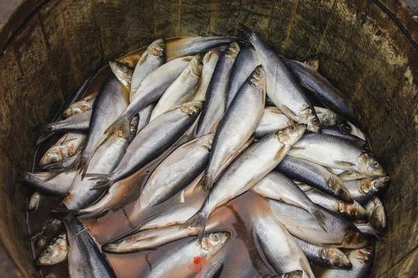 Herring in a wooden barrel - sea fish — Stock Photo, Image