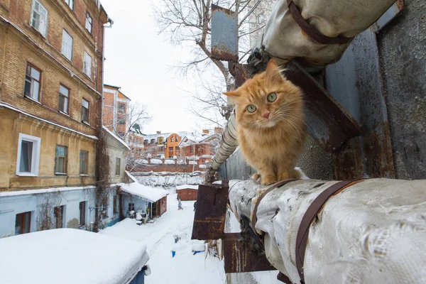 Rue chat rouge dans la cour russe à la neige d'hiver — Photo