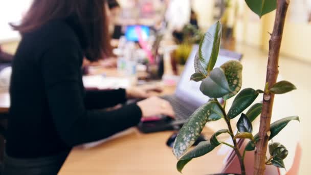 Vista sfocata - Lavoro in ufficio - vestito nero da donna digitando sul pc — Video Stock