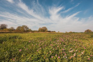 Yaz çayır - Rus kırsal manzara