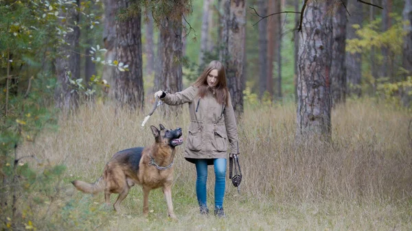 Mujer joven jugando con un perro pastor en el bosque de otoño - lanza un palo — Foto de Stock