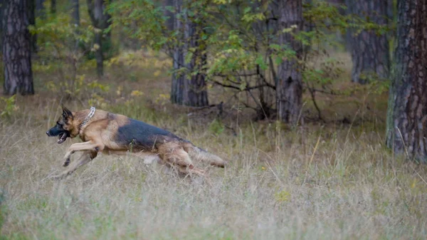 在秋天森林奔跑的德国牧羊犬 — 图库照片