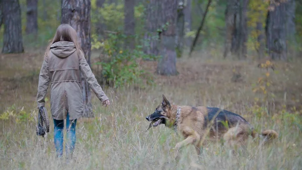 Joven hembra jugando con su mascota - pastor alemán en el bosque de otoño — Foto de Stock