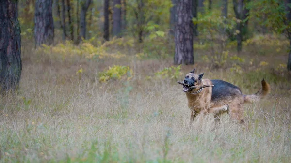 PET παίζοντας με το ξύλο ραβδί-γερμανικό ποιμενικό σκυλί στο δάσος του φθινοπώρου — Φωτογραφία Αρχείου