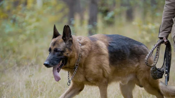 Pet - cão pastor alemão na floresta de outono — Fotografia de Stock