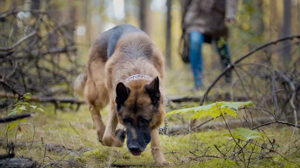 PET στο δάσος του φθινοπώρου-Γερμανός βοσκός σκύλος — Φωτογραφία Αρχείου