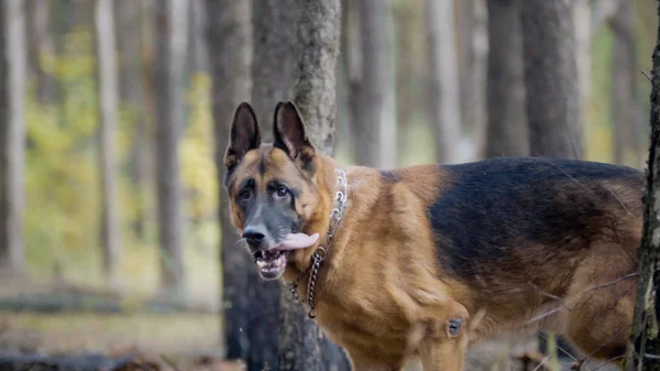 Grande cão - pastor alemão - animal de estimação na floresta de outono — Fotografia de Stock