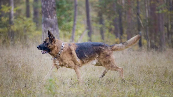 Μεγάλο Γερμανικό ποιμενικό σκύλος-κατοικίδιο ζώο στο δάσος του φθινοπώρου — Φωτογραφία Αρχείου