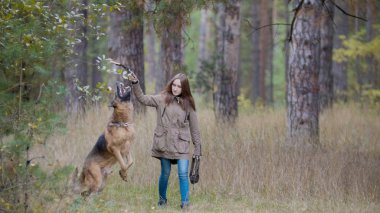 Genç kadın onu pet-Alman çoban ile oynuyor-bir sonbahar ormanda yürüyüş
