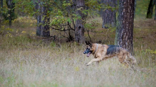 Концепция домашних животных - немецкая овчарка, бегающая в осеннем лесу — стоковое фото