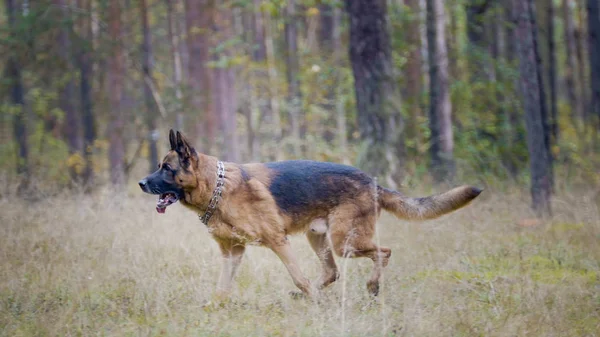 Retrato de cão pastor alemão correndo no parque de outono — Fotografia de Stock
