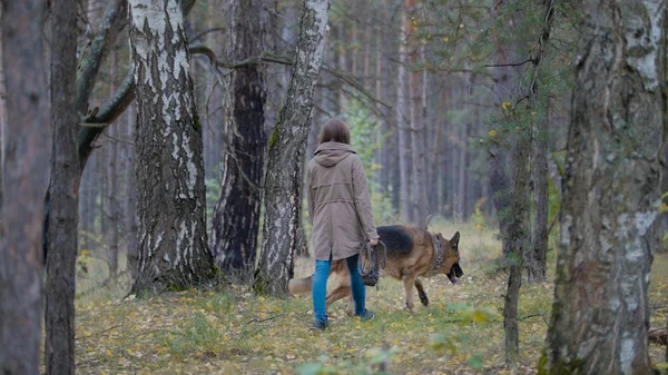 Mascota - Perro pastor alemán en el bosque de otoño - vista trasera — Foto de Stock