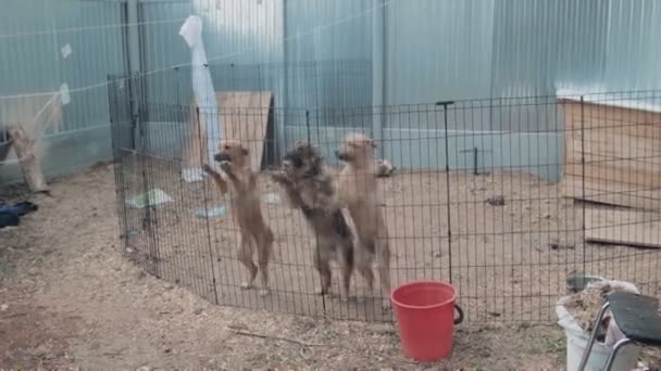 Adorable cute puppy dogs in shelter — Stock Video