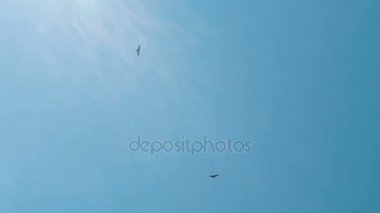 İki yaz mavi gökyüzünde kuş uçmak uçurtma